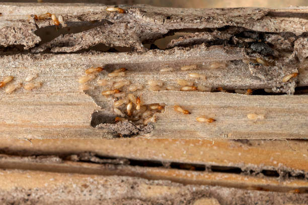 Best Pest Removal Services  in Janesville, WI